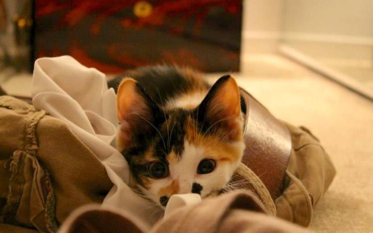 581446_10102178002138119_2054896501_n